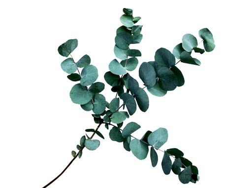 Eucalyptus