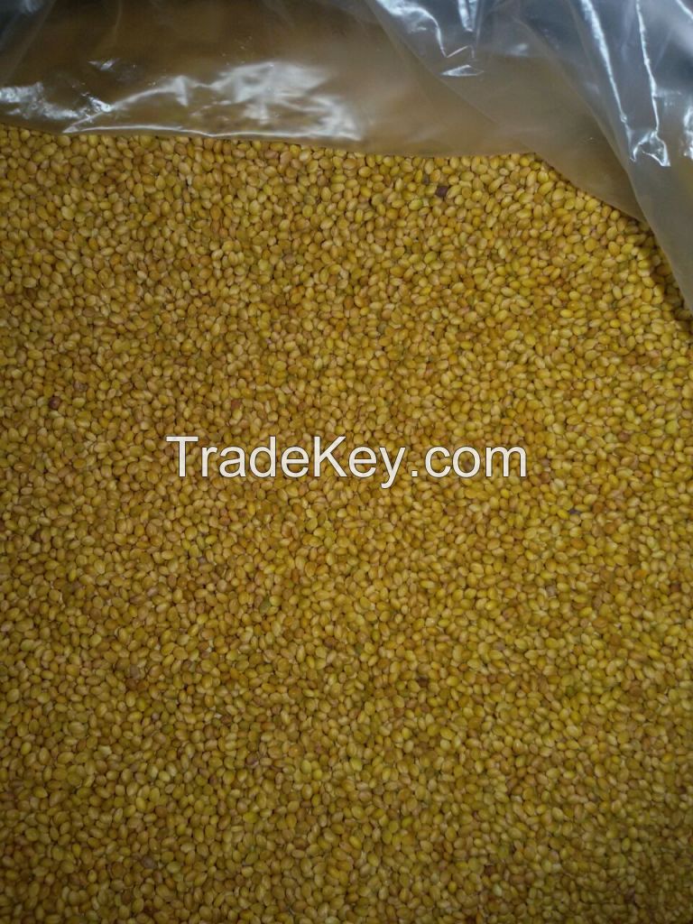 Berseem clover seed, Crop 2016, Egypt origin