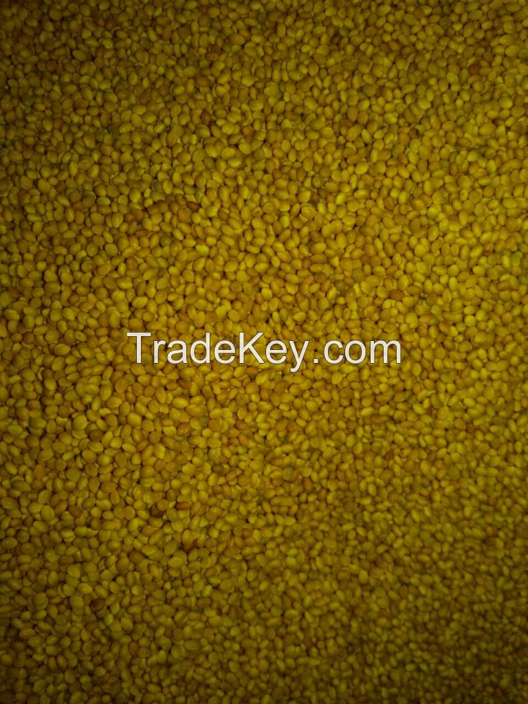 Berseem clover seeds, Crop 2016, Egypt origin