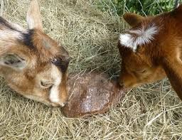 Salt Bricks, Animals Licks cylinder, Blocks, Lick Bolders