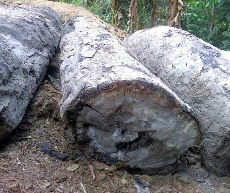 Petrified Wood Rough Log Bulk Availability