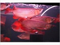 gold arowana (cross back)