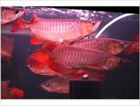 NEW ARRIVAL FOR YOUNG ASIAN AROWANA FISHES AND SO MANY OTHERS