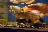Order Your Super Red Arowana Fish With Complete Setup Tank Now!!!Very Affordable!!