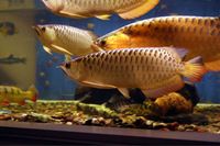 gold arowana (cross back)