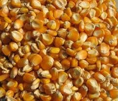 yellow corn