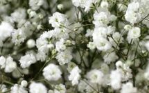 GYPSOPHILLA-MIRABELLA