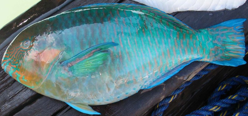 Parrot fish whole round
