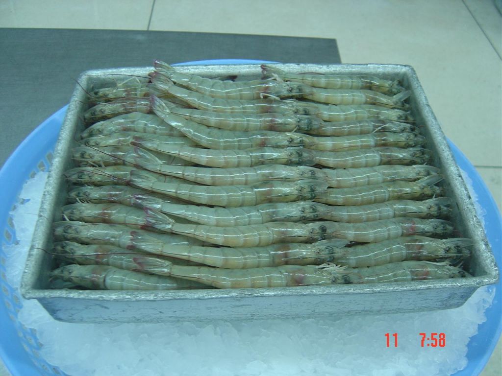 Shrimp Vanamei HOSO Raw 100% Net weight