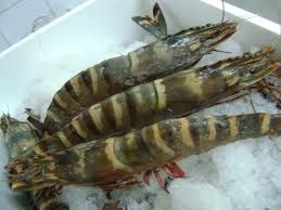 Frozen Black Tiger Shrimps