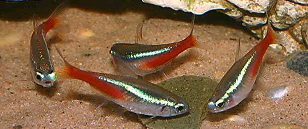 Neon Tetra  Fish