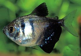 Black Tetra Fish