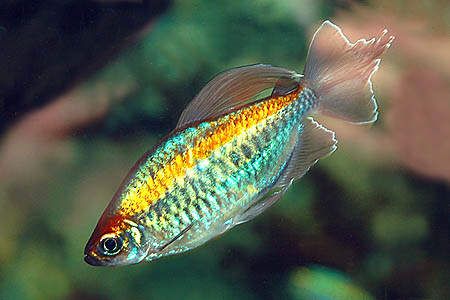 Congo tetra Fish