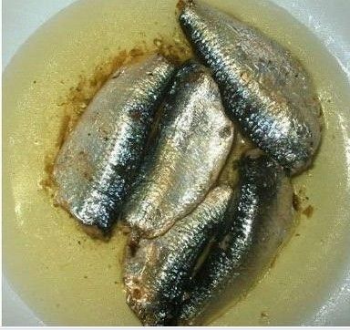 sardine in oil