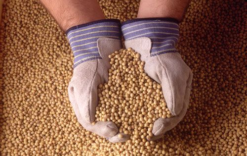 Soybeans