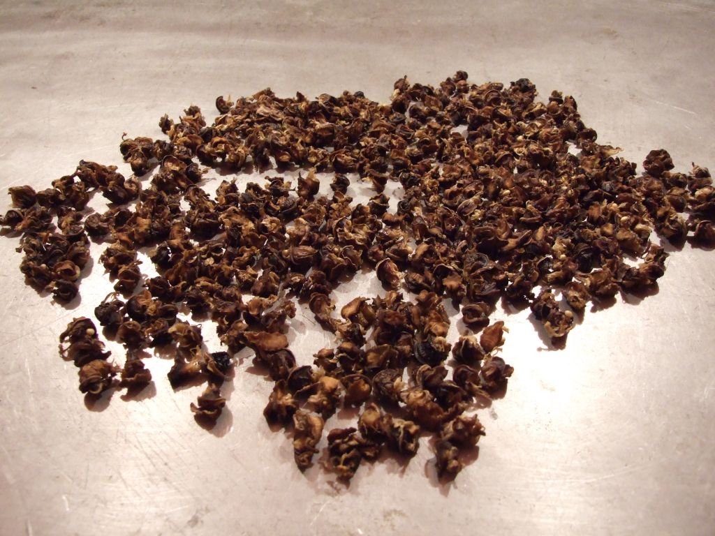 Dried snails