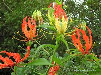 South Indian Gloriosa Superba seeds for sale