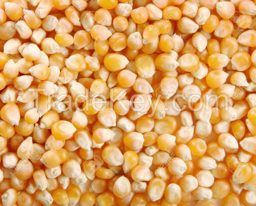 Dried Yellow Corn, White Corn and Soybeans,