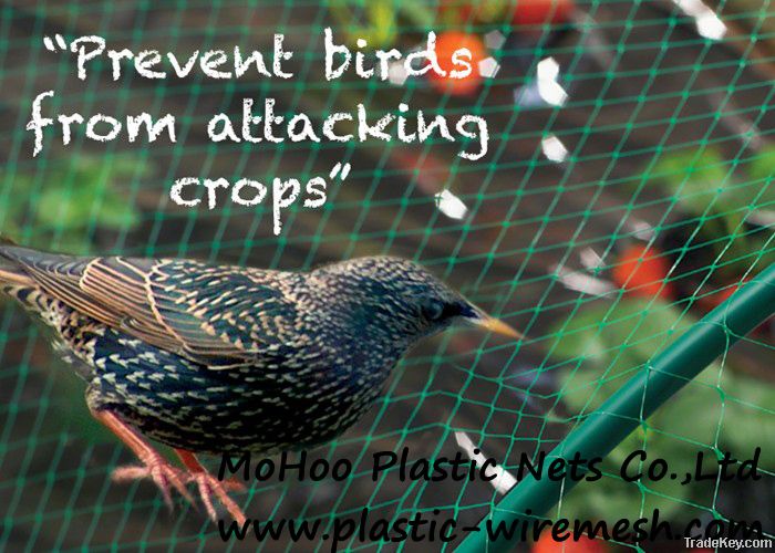 anti bird net&mesh agriculture anti bird net&mesh plastic mesh netting