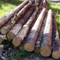 Pine Wood Logs