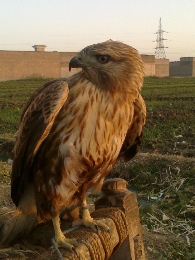 golden eagle and owl eagle