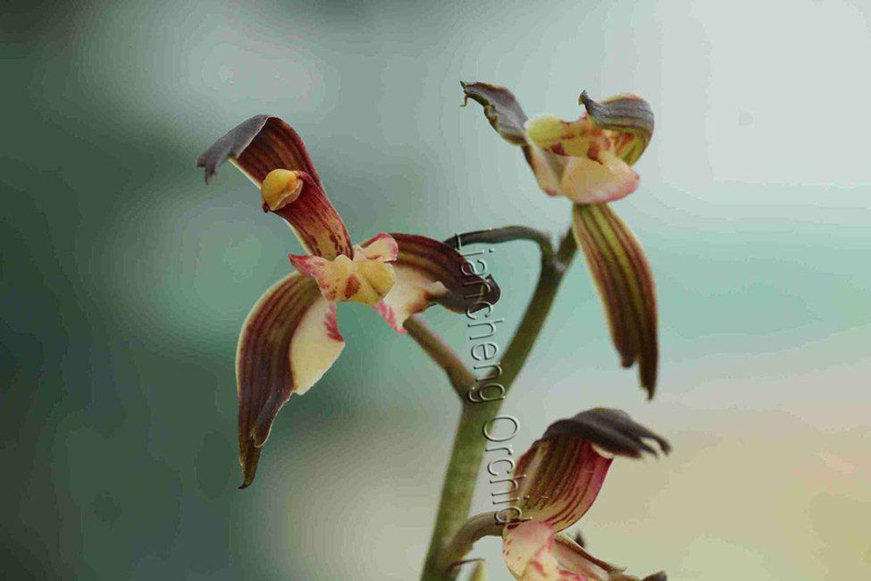 Orchid plant (Cymbidium Sinensis) M1