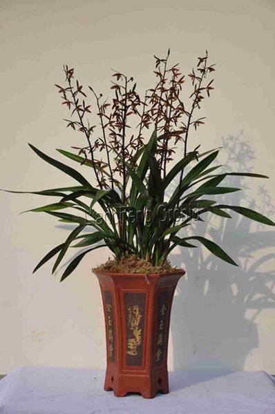 Orchid plant (Cymbidium Sinensis) M2