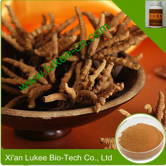 Cordyceps Sinensis Extract with polysaccharide for Nutritional Supplements