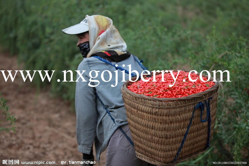 Dried Goji Berry from Ningxia, China 220grains/50g