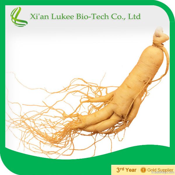 TOP quality 100% natural Panax Ginseng Root P.E