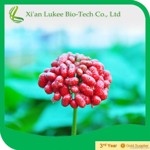 Hot-selling Panax ginseng extract Ginsenoside (GMP factory)