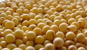 WE WANT TO SELL SOYBEANS