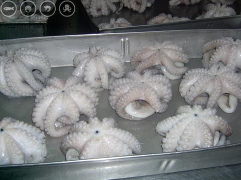 FROZEN WHOLE ROUND OCTOPUS