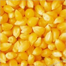 high quality corn seed from viet nam