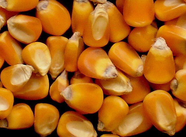 high quality corn seed from viet nam