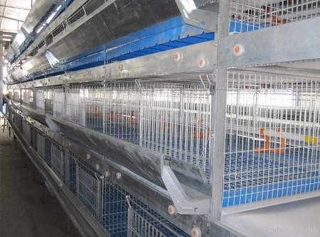 Pullets Rearing Cage