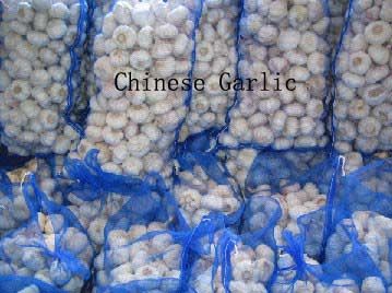 chinese garlic