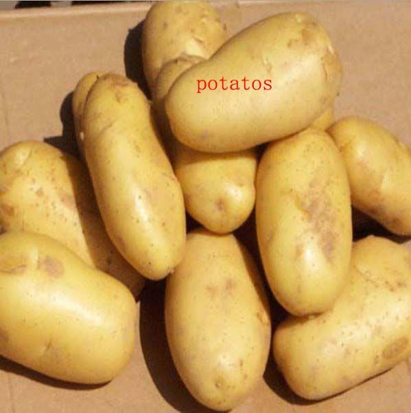 fresh sweet potatos