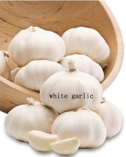 coldroom garlic