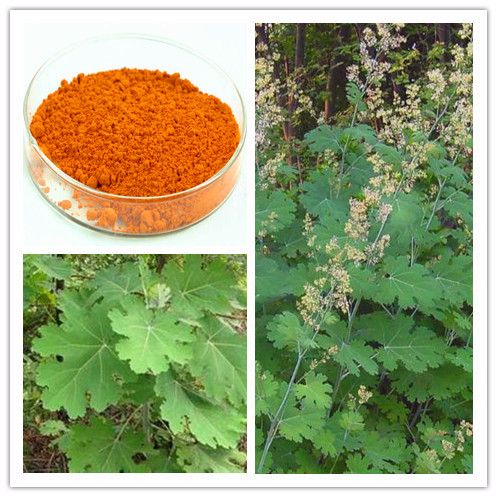 Natural Macleaya cordata Extract/10~50% Sanguinarine&chelerythrine( Alkaloids)