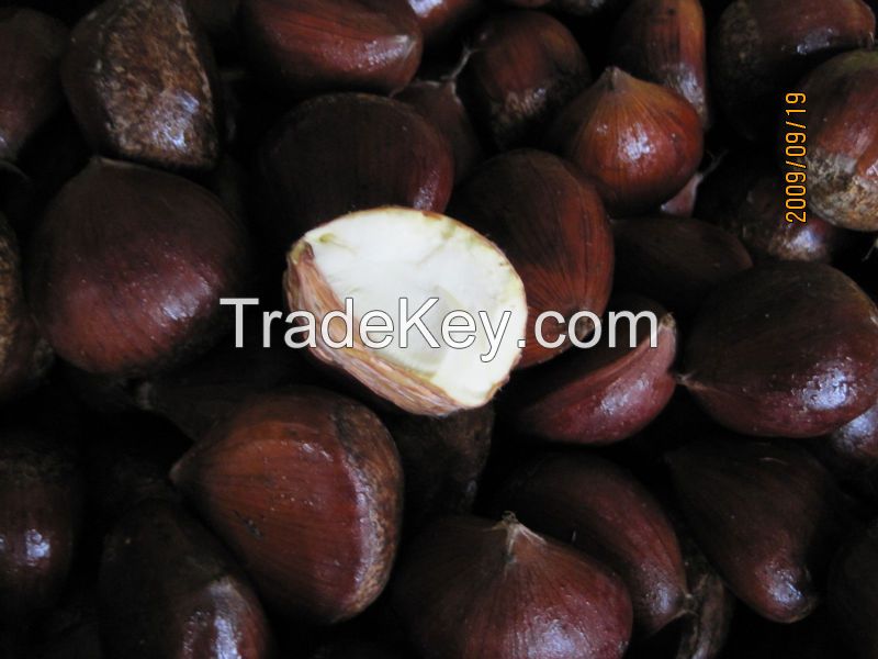 Fresh chestnut