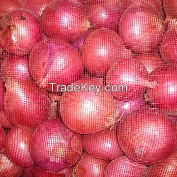 fresh onion