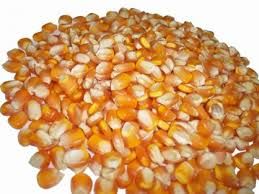 corn seed