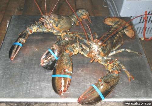 Canadian  Lobsters 