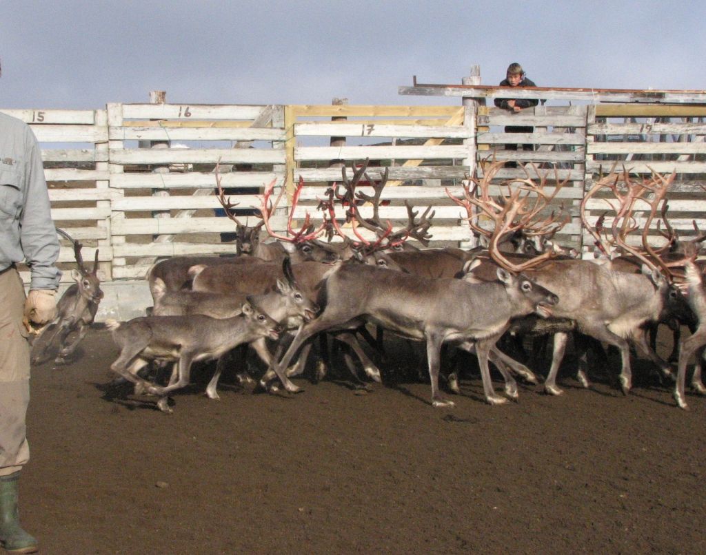 muskox meat, muskox leather, muskox Qiviut