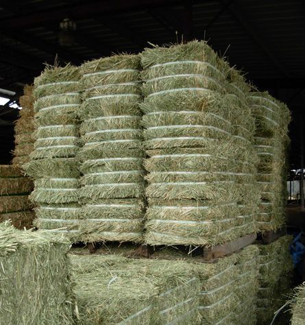 High Protein Sun Dried Alfalfa Hay in Pakistan