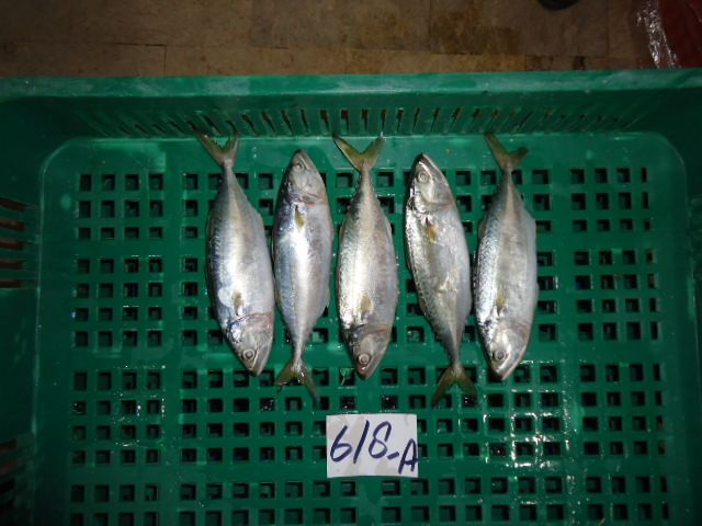Indian mackerel Fish
