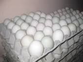 Fresh Duck Eggs