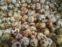 Fresh Quail Eggs