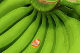 quality fresh green cavendish banana